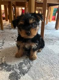 puppy, for, sale, Yorkshire Terrier, TASHA L WILLIAMS, dog, breeder, Danville, PA, dog-breeder, puppy-for-sale, forsale, nearby, find, puppyfind, locator, puppylocator, aca